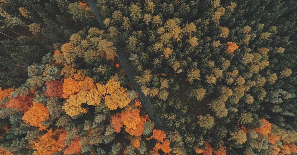 On-Demand Cannabis Delivery in King County: What It Actually Looks Like in 2024